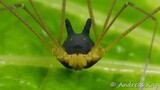 A Day Of An Opiliones