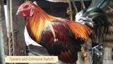 my 7 years old gilmore hatch