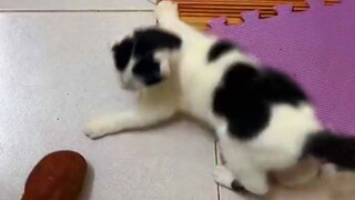 Funniest Kitten Reaction To Sweet Potato - Cutest Kitten Ever!!