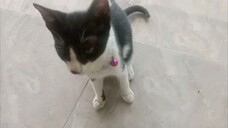 Tingkah Kucing Yg Lucu