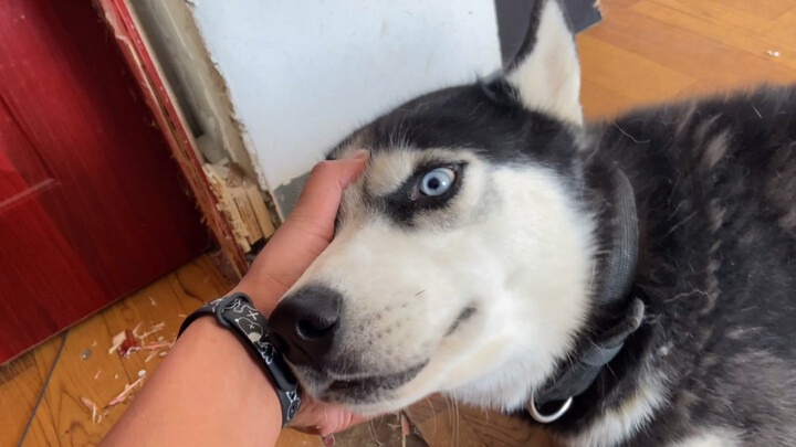 Husky Nó Dở Nhà Tôi, Nhà Đẹp Thành Nhà Thô