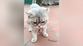 Thả tim cho 3 e đi ạ. yeucho yeuchomeo cún cúncon chó chómèo chócon chó_cưng chókhôn yeuchomeo cưng chócute pet dog dogsoftiktok doggo