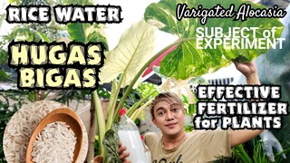 RICE WATER (Hugas Bigas) :EFFECTIVE RESULT AS FERTILIZER FOR PLANTS | VARIGATED ALOCASIA