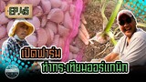 เปิดฟาร์ม ทำกระเทียมออร์แกนิก - [สิรินทร์ฟาร์ม] EP.45