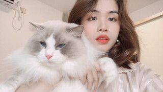 [Mèo cưng] Mèo Ragdoll to thế nào???