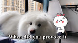 My Samoyed dog is in trouble