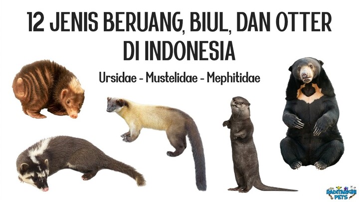 12 Jenis Arctoidea / Beruang, Biul, Sigung, dan Otter (Ursidae, Mustelidae, Mephitidae) di Indonesia