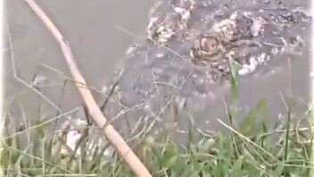 buaya tengah tunggu mangasa🤫🤫