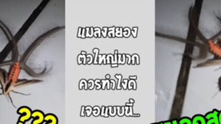 รวมคลิปตลกๆ : เเมลงสยอง…เห็นเเล้วต้องขนลุก!!