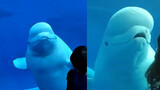 Lumba-lumba putih ini menjahili turis dan pura-pura menjauh