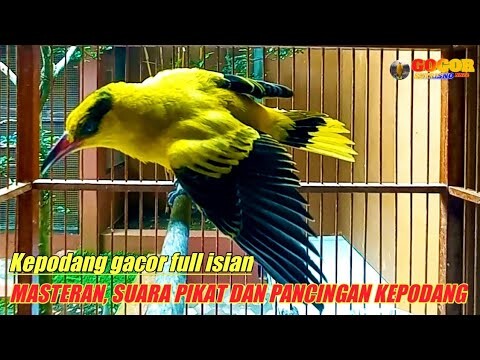 Suara kepodang bahan AMPUH buat masteran, pancingan dan suara pikat SEMUA JENIS jantan dan betina