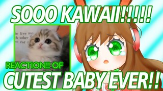 [VIDEO REACTION] KE KAWAII-AN BAYI KELINCI VS BAYI BAYI LAINYA !!