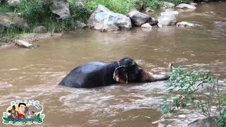 นึกว่าไปไหน แอบมาเล่นน้ำอยู่คนเดียว 🐘💦