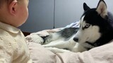 Binatang|Husky yang Tidur di atas Ranjang