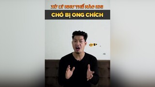 Xử lý như thế nào khi chó bị ong chích tuitienpet petonesaigon dcgr