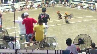 meron win tayo mga idol ngaun lang ule nag laban ng manok....