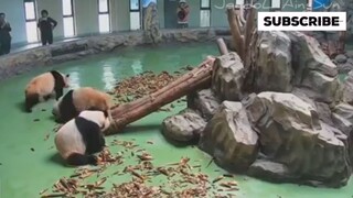 Panda nya lucu pisan ini mah