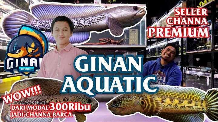KISAH SUKSES GINAN AQUATIC-SELLER CHANNA PALING TOP DI JOGJA