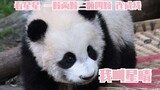 【大熊猫】我叫星晴，我要休息啦，两脚兽们再见