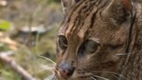5 Kucing Hutan Asli Indonesia Yg Terancam Punah