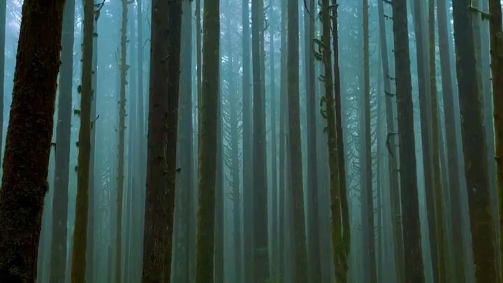 Pacific Spirit Park, Canada. #nature #trevel #trending #videoPacific Spirit Park, Canada. #nature #t