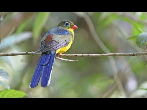 Burung Terancam Punah dari Sumatera