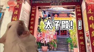 Cat meme丨 ในที่สุดก็ไปเว่ยเป่าซาน丨สวรรค์ประทานพร ไม่มีข้อห้าม