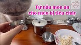 Hướng dẫn nấu ăn cho bé mèo bị tiêu chảy - Mèo bị tiêu hóa ăn gì ?