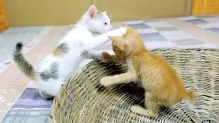 Stray kitten and orphan kitten attacks for the first time