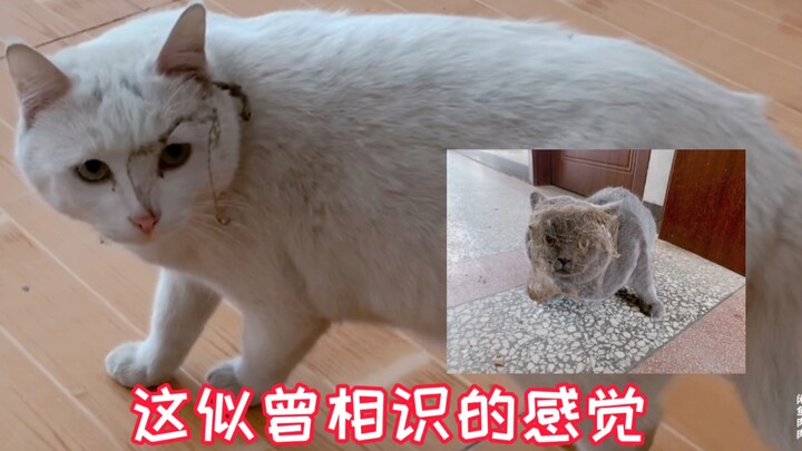 田园猫带着宠物猫抓老鼠，结果两只猫都变成了煤炭，主人不淡定了