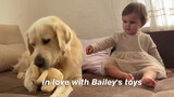 Anjing|Golden Retriever dan Gadis Kecil Berebut Mainan