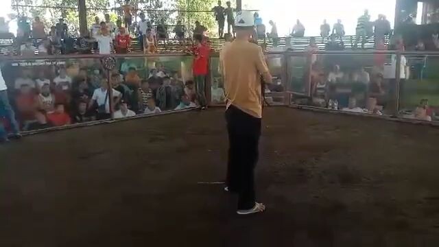 2 cock derby 1st fight