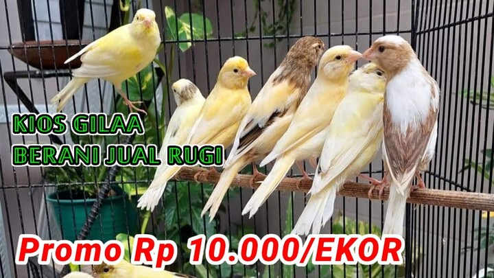 Promo Kenari 10 Ribu. Update Harga Terbaru Kios ADE BIRD SHOP JAKARTA