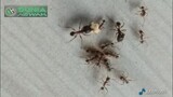 pertarungan raja semut (ants indonesia) • dunia binatang
