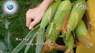 Ra đồng hái bắp trong ngày mùa bội thu- Khói Lam Chiều | Picking sweet corn by hand in south Vietnam