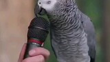 Lovely trained parrot