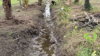 Bikin betah mancing enggak mau pulang kalau sudah nemu spot ngurek belut bagus seperti ini