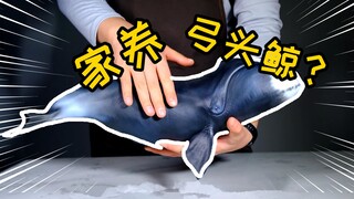 这是可以家养的？须弥工作室【弓头鲸】gk开箱评测！