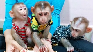 All three monkeys awaked and enjoy pomegranate fruit