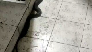 Seekor ular kobra masuk ke toilet pria. Sungguh menyedihkan. Saya bisa merasakan ketakutan melalui l