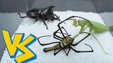 螳螂vs蜘蛛vs独角仙，谁才是斗殴之王？