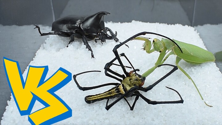 Mantis,spider and beetle, who will win in the fight?