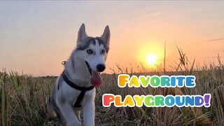 Takbo lang Borgie! | Running exercise, HYPER!!! | Siberian Husky | Ako ang NAPAGOD! 😅