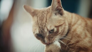 The seafood market is paradise for these cats