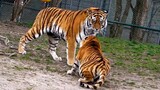 [สัตว์โลก] แม่เสือโดนเสือตัวผู้ตัวใหญ่ขู่จนหูลู่