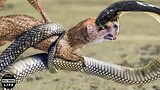 King Cobra Meets Death When Spitting Venom On Mongoose, Who Lost His Life? | Wild Animals