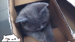 [British Shorthair] My roommate bought a cute british shorthair