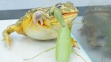 [Động vật] Clip ếch xanh ăn thịt bọ ngựa