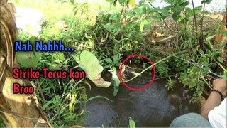 Mancing Di Selokan Kecil Tapi Banyak Strikenya, Bareng #lanjutmancing