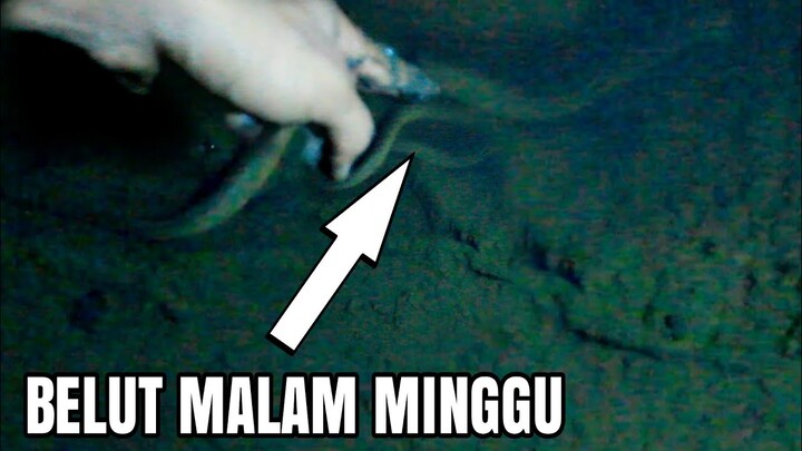 BELUT PADA TIDUR NYEYAK MALAM MINGGU - NGOBOR BELUT TENGAH MALAM ‼️